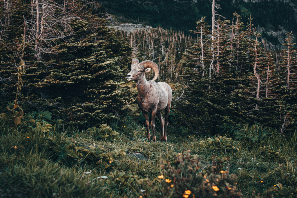 Big Horn Sheep Glacier National Park