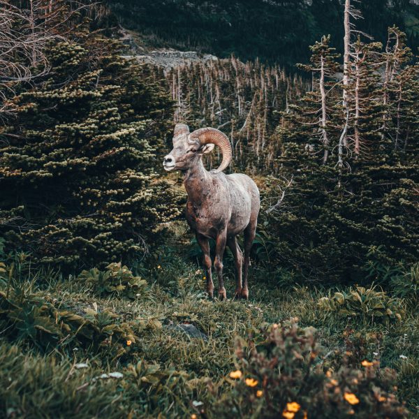 Big Horn Sheep Glacier National Park